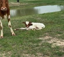 RJF LADY GODIVA X COLLUDER TAG 622