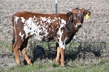 G&A TESSA'S RODEO