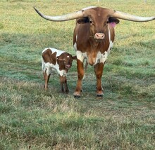 RJF ABSOLUTE 402 X WT KID ROCK TAG 627