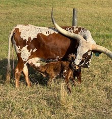 RJF BLING CHA-CHING 136 X BR JUNGLE JIM TAG 630