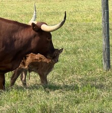 MISS ROMANTIC CDC X BR JUNGLE JIM TAG 638