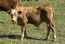 Safari 25 steer