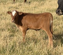 Top Pearl 26 hef