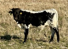 Super Nova 25 bull