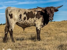 BSL COPPER SAGE STEER