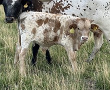 Tuff Texa 25 bull