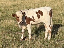 Pearl Snap 26 bull
