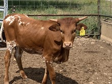 HH Mike’s Lady Hope