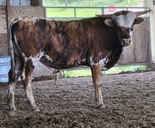 A&S One Tuff Renegade