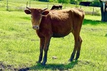 KCM Unnamed Heifer 081