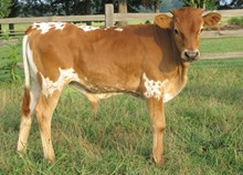 Bull