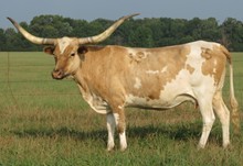 Wiregrass Passive