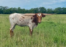 LM Shelby Mustang