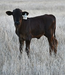 CND X Promenade heifer 1055