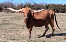 Jewell's Cowgirl