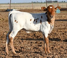 5050 X Point rider heifer-1054