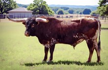 LL Texoma Wine To Shine