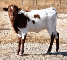 Hercules x Magnolia heifer 958
