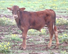 Magnificent X Infinity bull