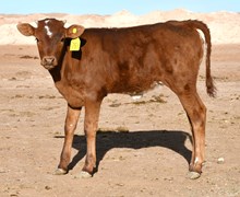 Fireman X Nova's Farrah heifer-977