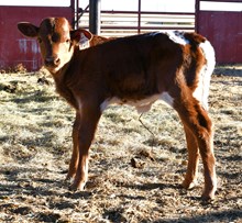 CND X crowned Princess heifer-972