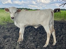 Texas Jim x Over The Moon heifer