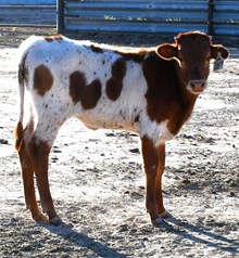 CND X Katie Hope Heifer-959