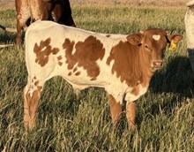 Queen Ella 26 bull