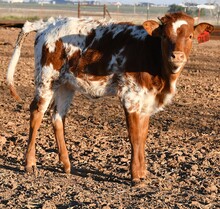 CJ X sweet magnolia heifer-1039