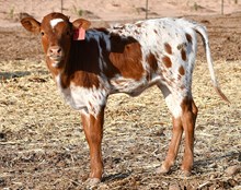 CJ X sweet magnolia heifer-1039