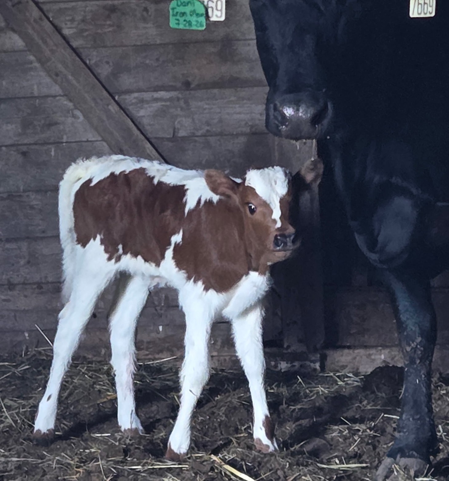 TCC DANI X IRONMAN HR ET H Tag 7669
