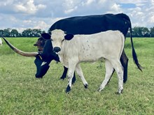 Showman x Trendy heifer
