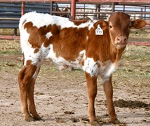 pick point X Full of lighting bull