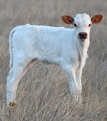 Dragon Mark x West Phily 1067