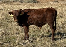 Pay Up 25 bull