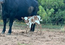 HR ROSETTE X BR JUNGLE JIM TAG 7916H