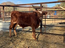Clout bull calf