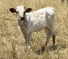 A&S Cottonwood