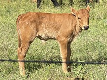 TUCO X HARLEQUIN steer