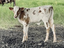 Texas Jim x Zen heifer