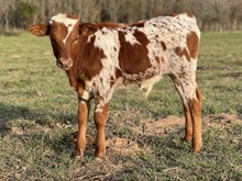 HL BUZZIN' BEAUTY X Shiloh Chex 005 bull