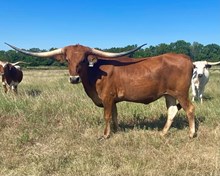 Pacific Caramel Penny