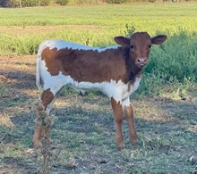 Rooster X Penny Sue
