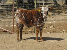 TCC Class with Flash Bull Calf