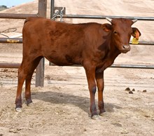Fireman X Clara heifer-979