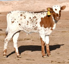 Fireman X Miss marvel bull-441
