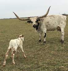 IM BULL 81/17