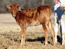 2020 Unstopabull Cowgirl Heifer