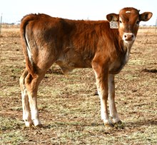 CND X Rebels Lady bull