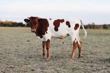 Trued Up x Cinnamon Dolce Bull Calf